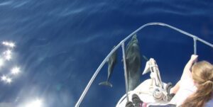 Excursión privada de avistamiento de ballenas y delfines en Madeira