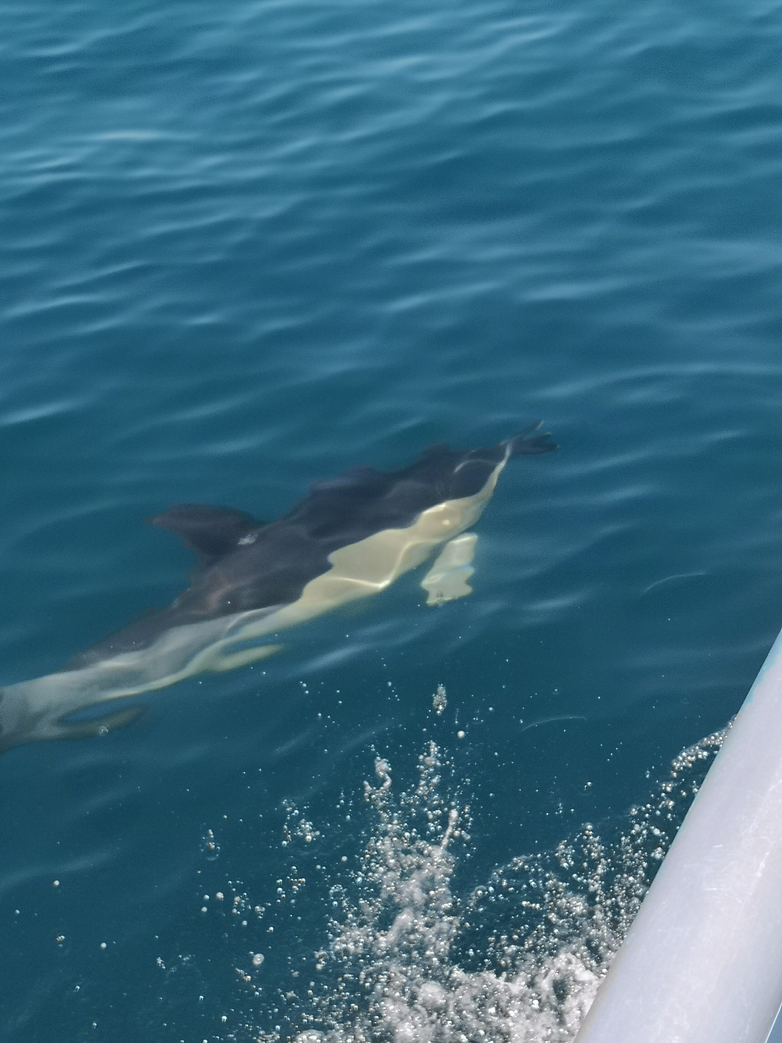 DOLPHINE und HÖHLEN - Benagil