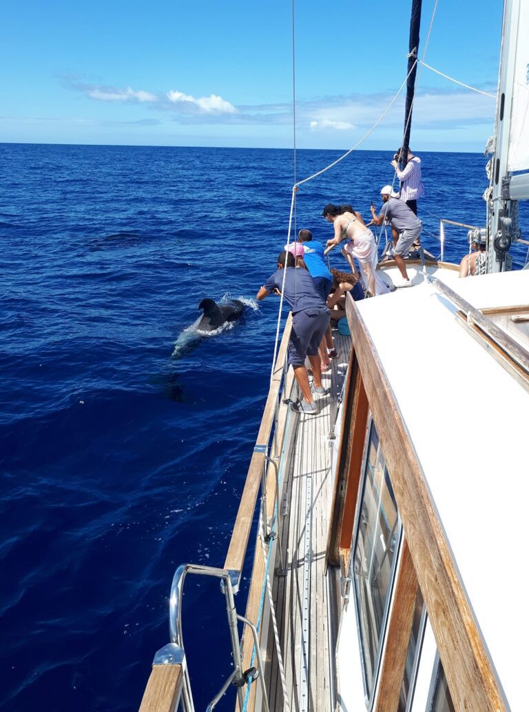 Cabo Girão Segeltörn zur Delfin- und Walbeobachtung