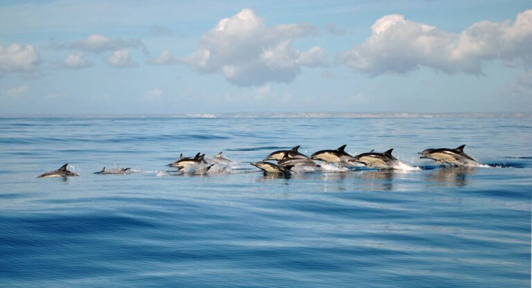 Dolphin Observation in Lagos with Marine Biologists