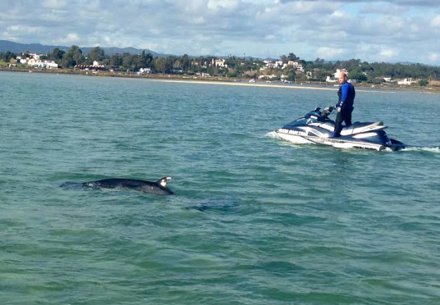 Wale an der Algarve: Zwergwale in der Ria Formosa