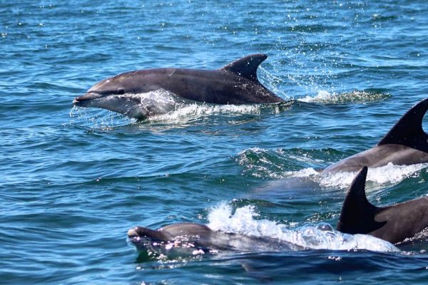 10203-dolphin-1660296377