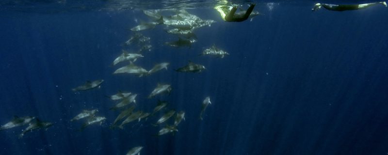 1027-sometimes-we-find-huge-pods-of-dolphins-other-times-only-a-few-1575397411