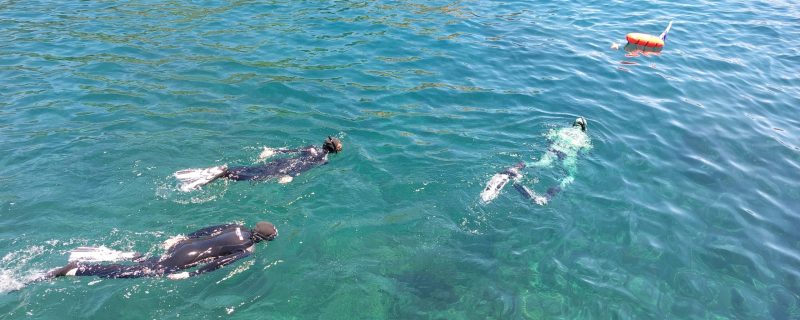 10341-boat-tour-at-ilheu-das-cabras-with-snorkeling-1662634585