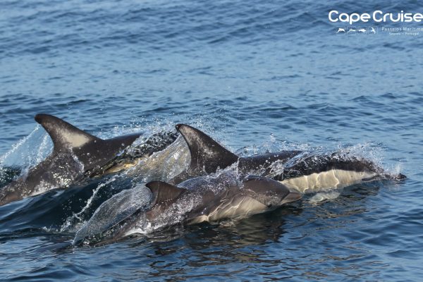 10419-1dde_04102019_capecruiser-1663252783