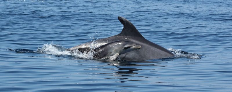 10421-4ttr_22082019_capecruiser-1663252793