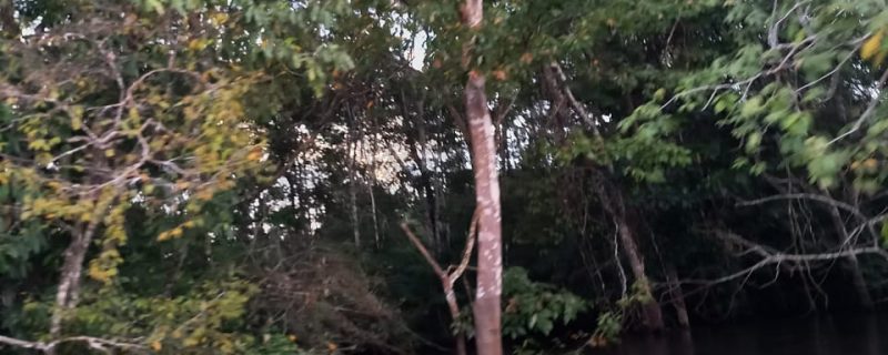 10821-speedboat-tour-in-the-archipelago-in-anavilhanas-1663979862