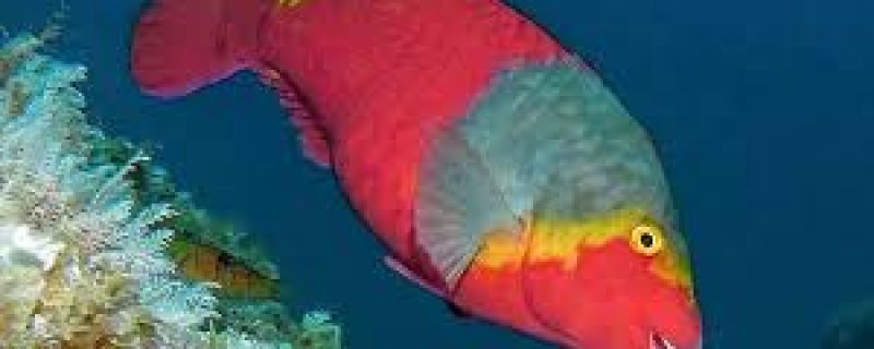 10977-snorkeling-in-madeira-1666620349