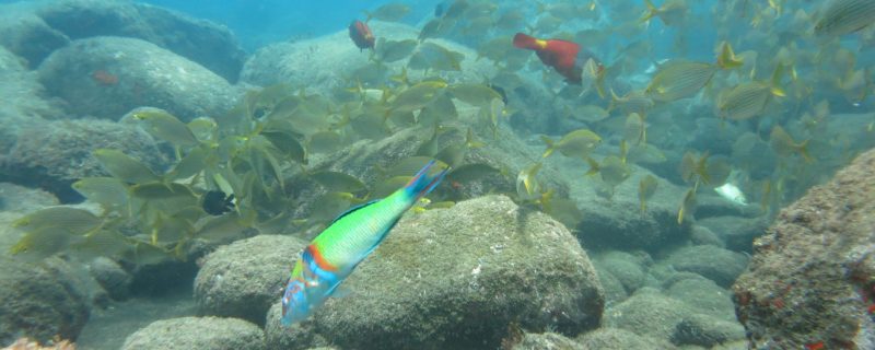 10978-snorkeling-in-madeira-1666620349