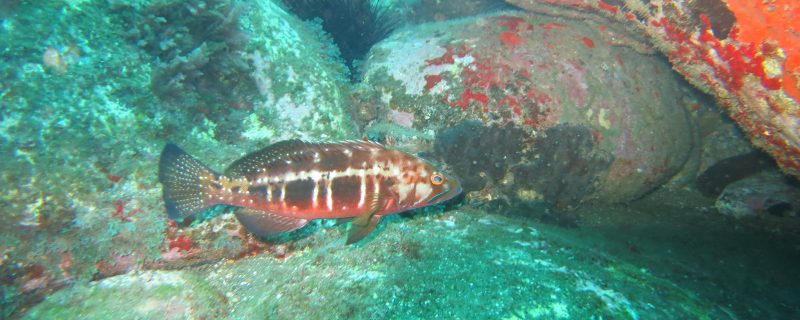 10992-grouper-1666714930