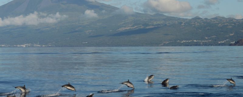 11206-pico-island-whale-dolphin-watching-1669812884
