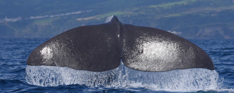 11257-whale-watching-in-sao-miguel-1670238543