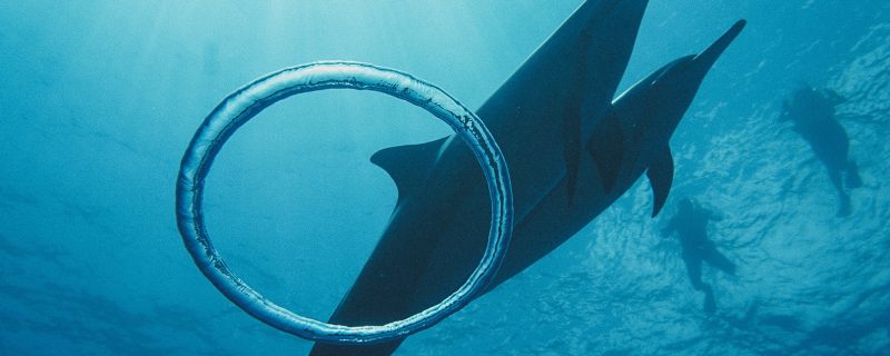11525-swimming-with-dolphins-from-waikiki-1675273115