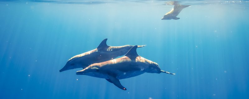 11526-swimming-with-dolphins-from-waikiki-1675273115