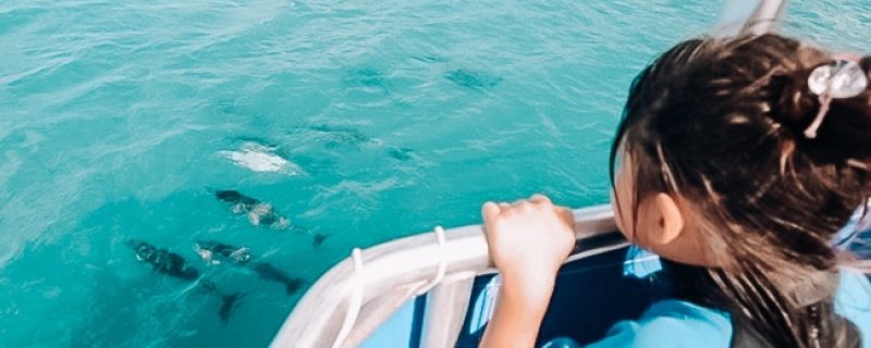 Dolphin watching tour in Waianae