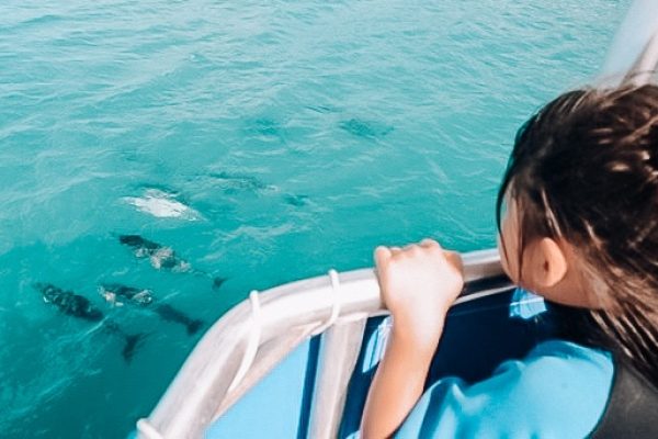 Delfinbeobachtungstour in Waianae