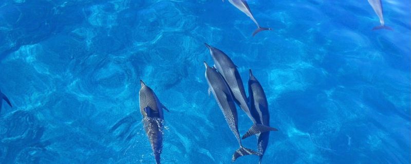 11543-wild-dolphins-from-waianae-1670851480