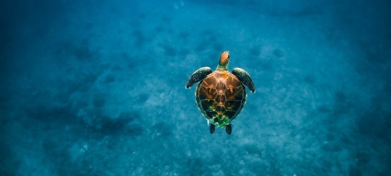 11548-snorkel-with-turtles-from-kewalo-1670837495