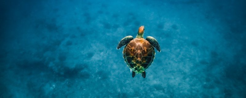 11548-snorkel-with-turtles-from-kewalo-1670837495