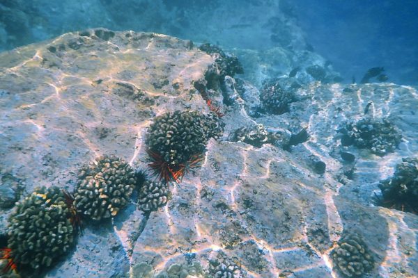 Kealakekua Bay, Captain Cook, Groot Eiland, Hawaii, Verenigde Staten