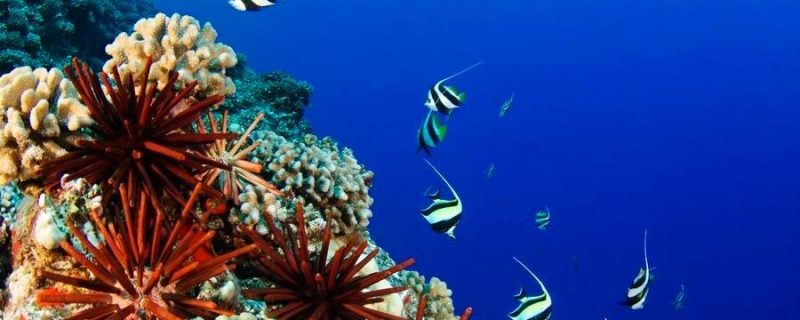 USA, Typical Hawaiian Reef Scene; Hawaii Islands, Pennant Bannerfish (Heniochus Chrysostomus) Gliding Through Water Together