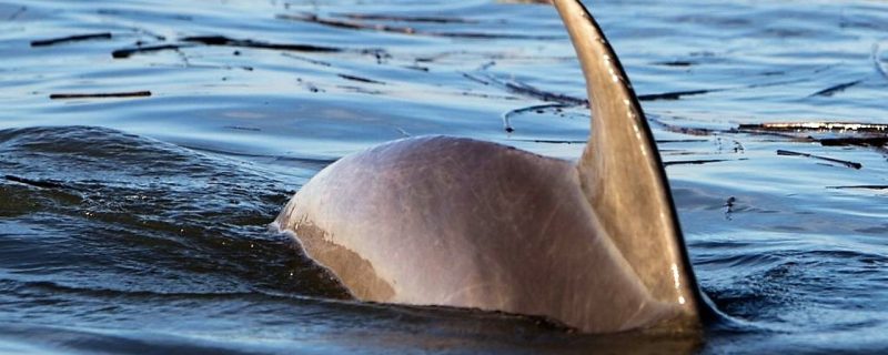 12046-two-hours-large-private-group-dolphin-tour-in-hilton-head-1671203513