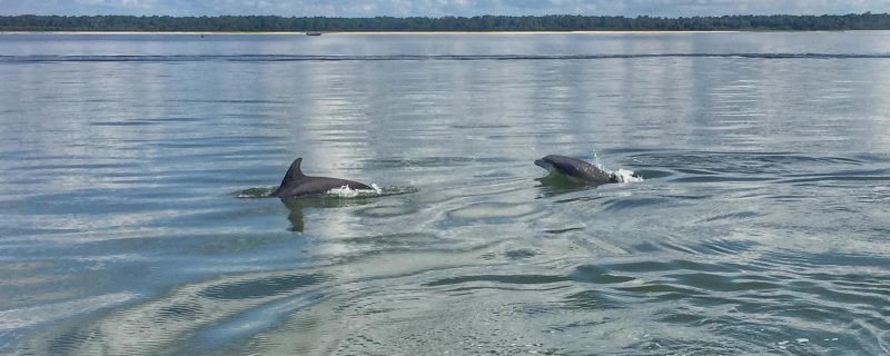 12100-dolphin-boat-tour-in-hilton-head-1671290803
