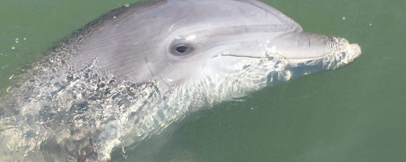 12118-disappearing-island-and-dolphin-tour-in-hilton-head-1671291593