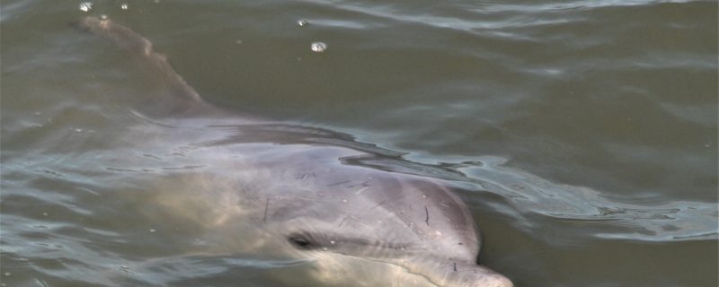 12128-private-cruise-to-see-dolphins-in-hilton-head-1671296963