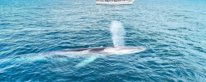 12769-whale-watching-tour-in-san-diego-1671809048