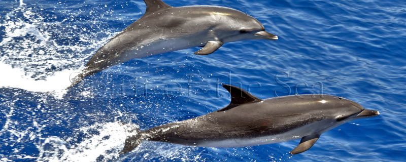 1292-you-ll-be-amazed-by-how-these-mammals-interact-in-their-natural-habitat-1575397524