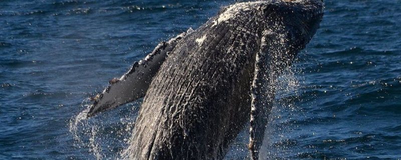 12971-san-diego-whale-dolphin-watching-sunset-cruise-1672137704