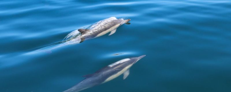 13881-sesimbra-guided-dolphin-watching-swimming-excursion-1672941253