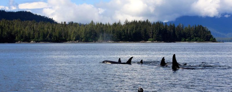 14809-snorkeling-tour-in-ketchikan-1673715518