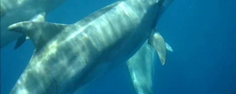 1516-wild-dolphins-1575397606