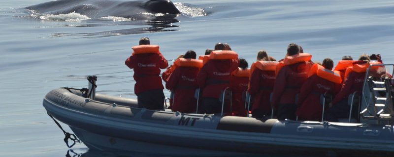 1542-whale-azores-1575397617