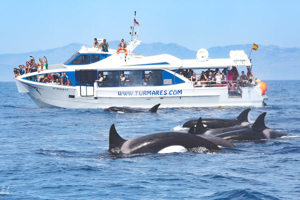1863-waters-whales-and-dolphins-1575397758