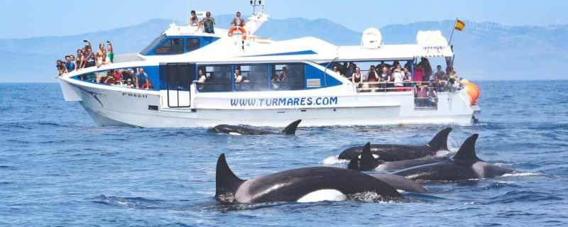 1864-waters-whales-and-dolphins-1575397758