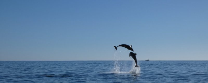 18963-dolphin-watching-in-arrabida-national-park-1679430615