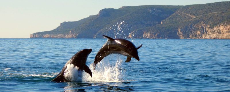 Playful dolphins in Arrábida nature Park