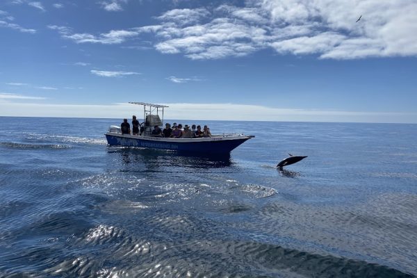 18972-dolphin-watching-in-arrabida-national-park-1679430614