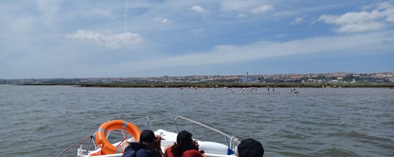 Boat tour watching birds in Lisbon