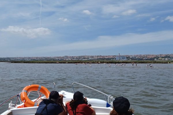 Boat tour watching birds in Lisbon