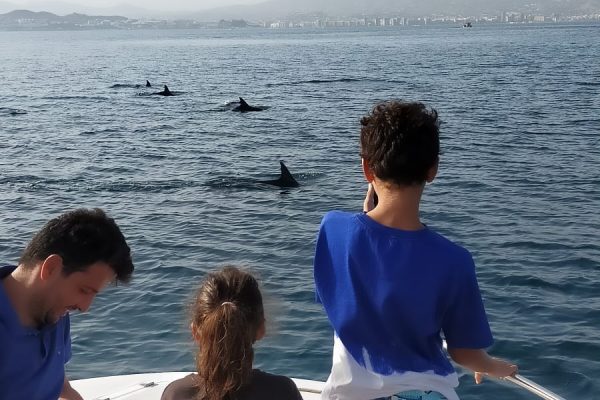20960-dolphin-watching-charter-in-fuengirola-1687991457