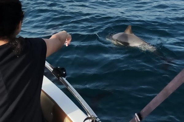 20965-dolphin-watching-charter-in-fuengirola-1687991458