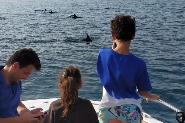 Private dolphin watching in Fuengirola