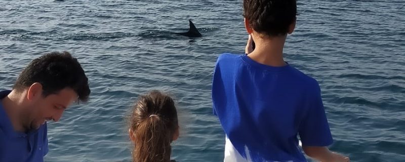 Private dolphin watching in Fuengirola