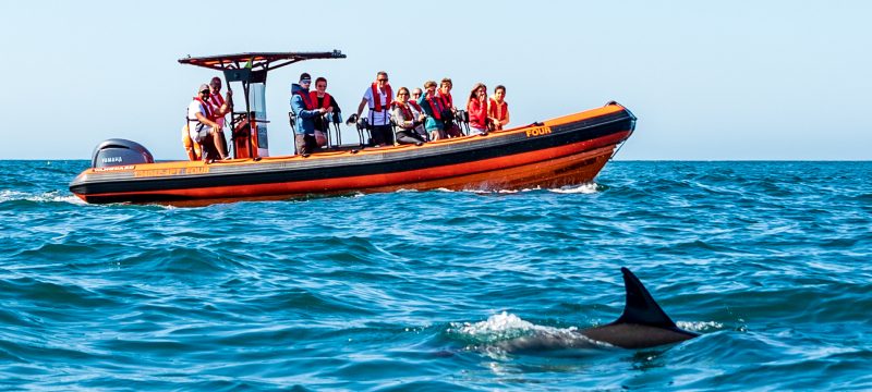 21922-cascais-dolphin-watching-tour-1693309095