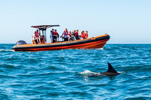 Boat next to wild dolphins in Cascais