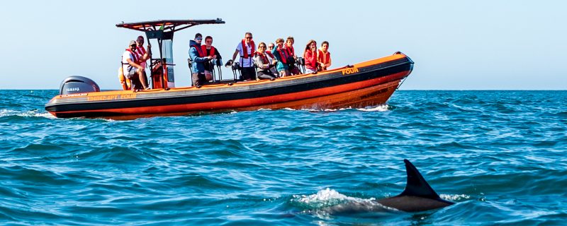 Boat next to wild dolphins in Cascais